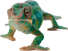 Ihre Augen